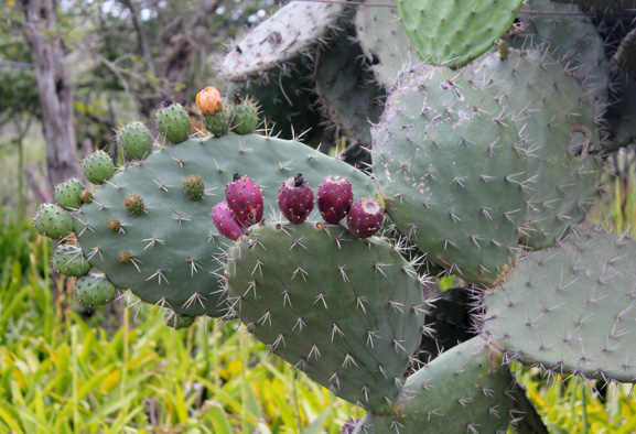servicios-inraki-lodge-guayllabamba-ecuador-4
