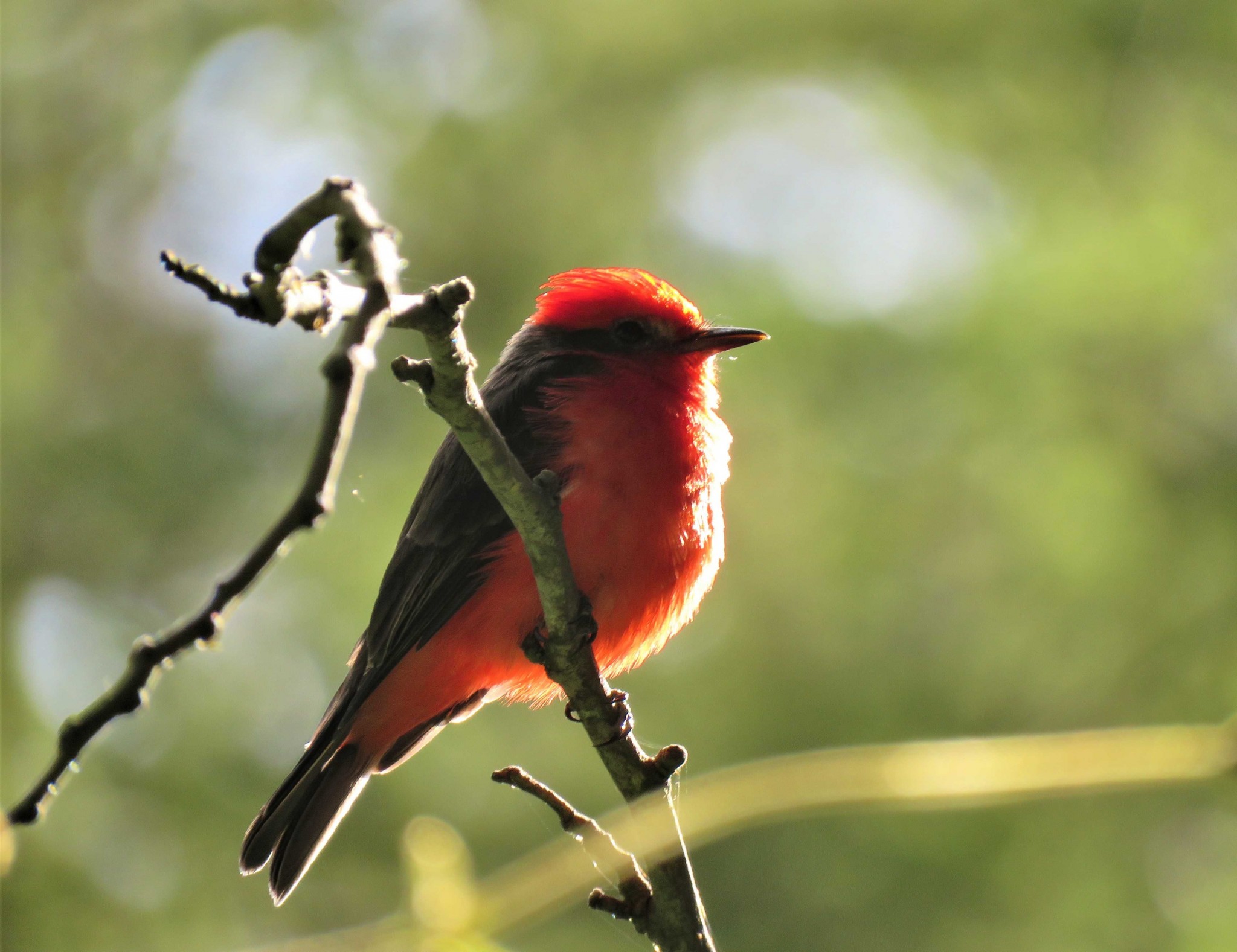 Proyectos de Conservación